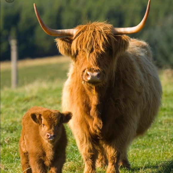 highlandcow